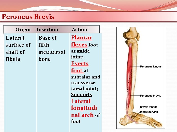 Peroneus Brevis Origin Lateral surface of shaft of fibula Insertion Base of fifth metatarsal