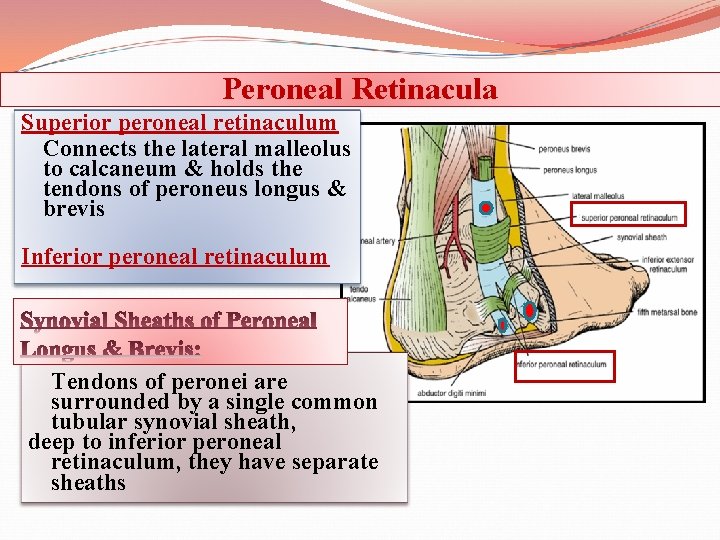 Peroneal Retinacula Superior peroneal retinaculum Connects the lateral malleolus to calcaneum & holds the