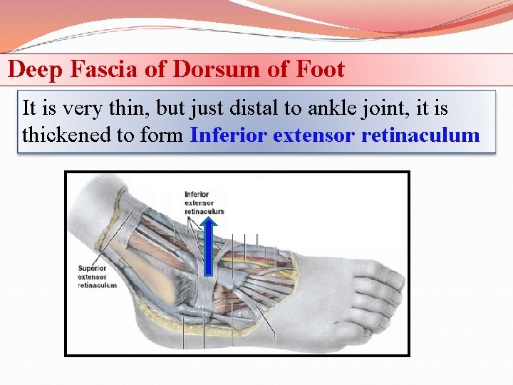 Deep Fascia of Dorsum of Foot It is very thin, but just distal to