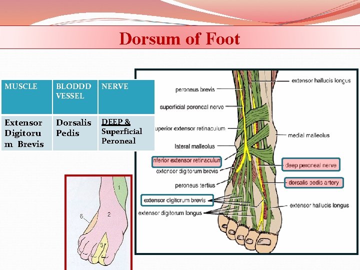 Dorsum of Foot MUSCLE BLODDD VESSEL NERVE Extensor Digitoru m Brevis Dorsalis Pedis DEEP