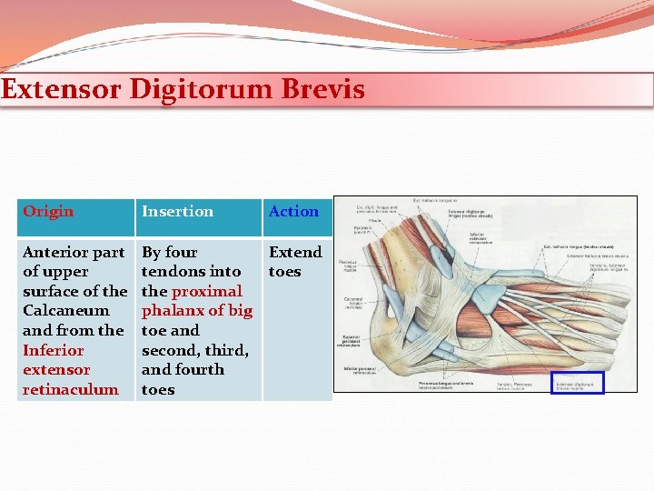 Extensor Digitorum Brevis Origin Insertion Action Anterior part of upper surface of the Calcaneum