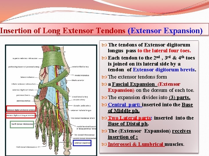 Insertion of Long Extensor Tendons (Extensor Expansion) The tendons of Extensor digitorum longus pass