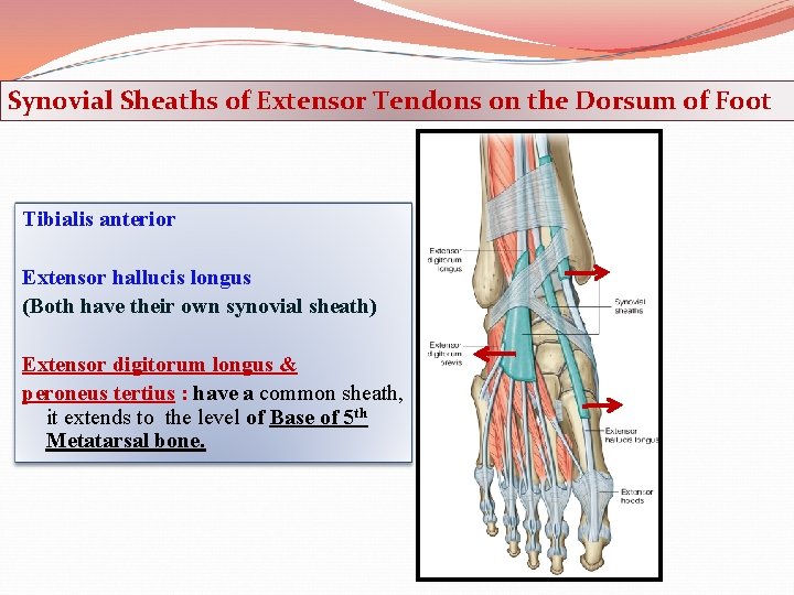 Synovial Sheaths of Extensor Tendons on the Dorsum of Foot Tibialis anterior Extensor hallucis