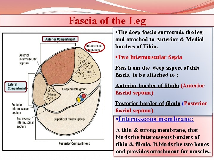 Fascia of the Leg • The deep fascia surrounds the leg and attached to