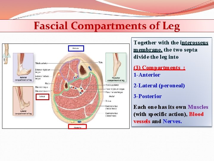 Fascial Compartments of Leg Together with the interosseus membrane, the two septa divide the