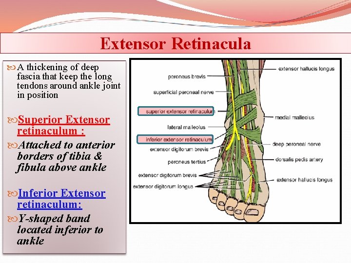 Extensor Retinacula A thickening of deep fascia that keep the long tendons around ankle