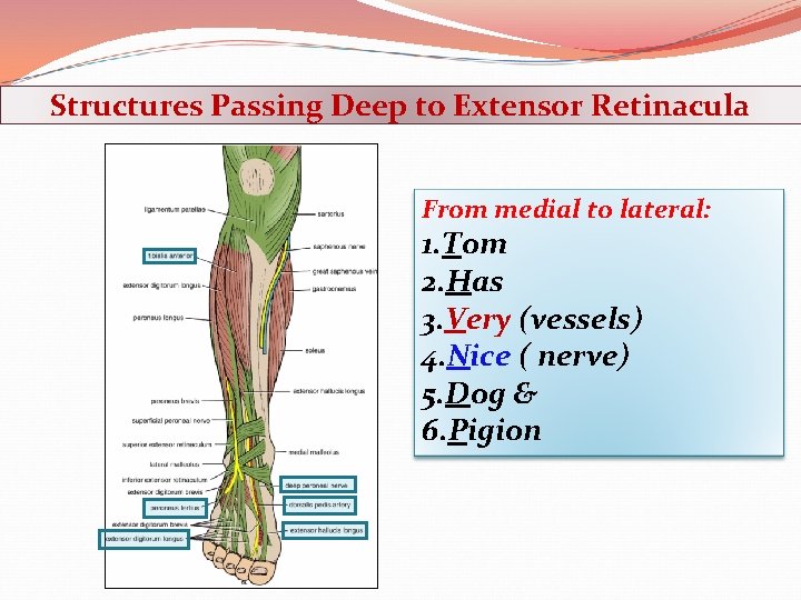 Structures Passing Deep to Extensor Retinacula From medial to lateral: 1. Tom 2. Has