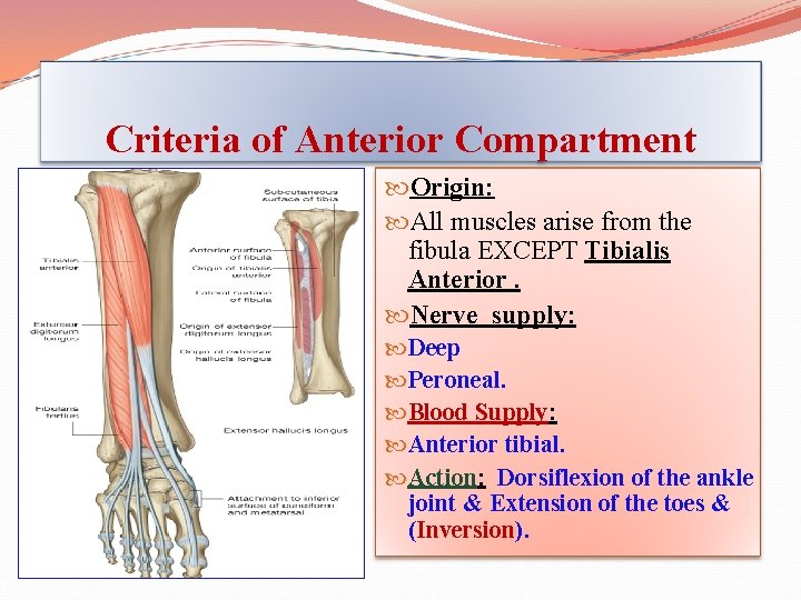 Criteria of Anterior Compartment Origin: All muscles arise from the fibula EXCEPT Tibialis Anterior.