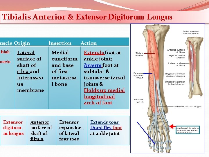 Tibialis Anterior & Extensor Digitorum Longus uscle Origin Tibiali anterio Insertion Lateral surface of