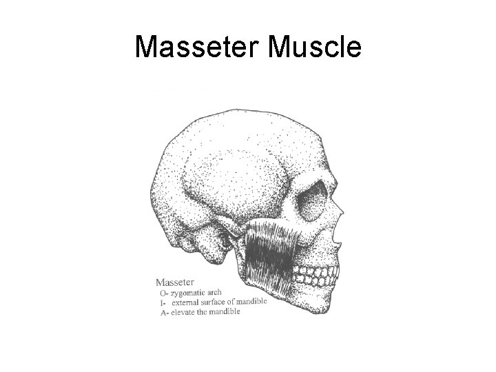 Masseter Muscle 