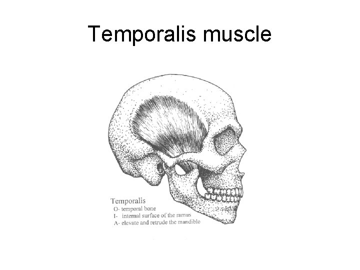 Temporalis muscle 