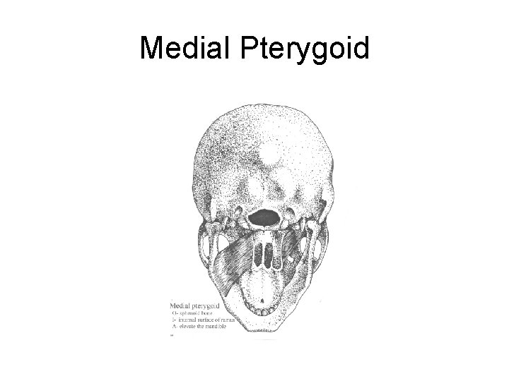 Medial Pterygoid 