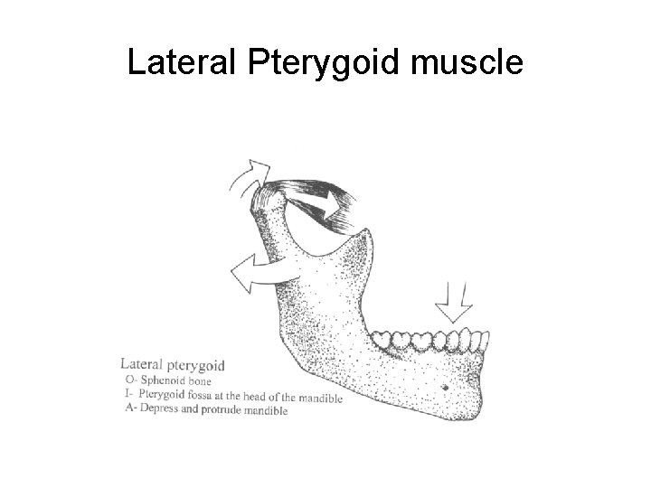 Lateral Pterygoid muscle 