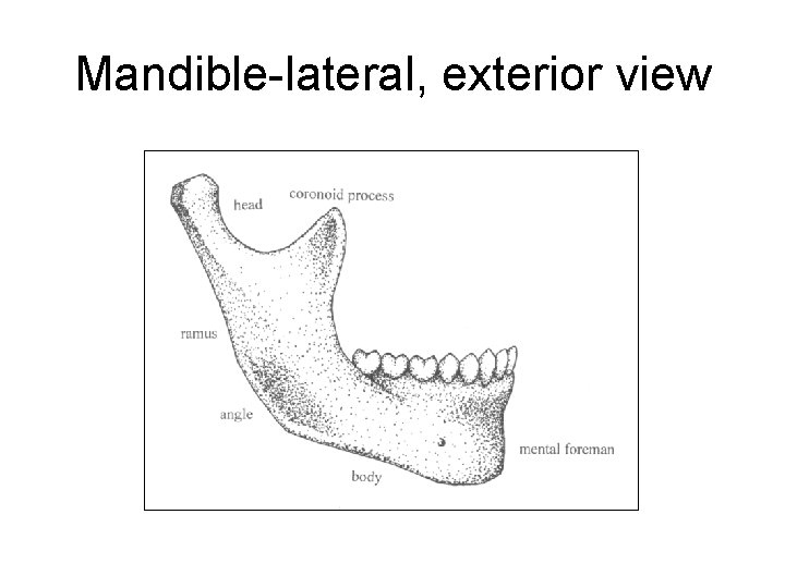 Mandible-lateral, exterior view 