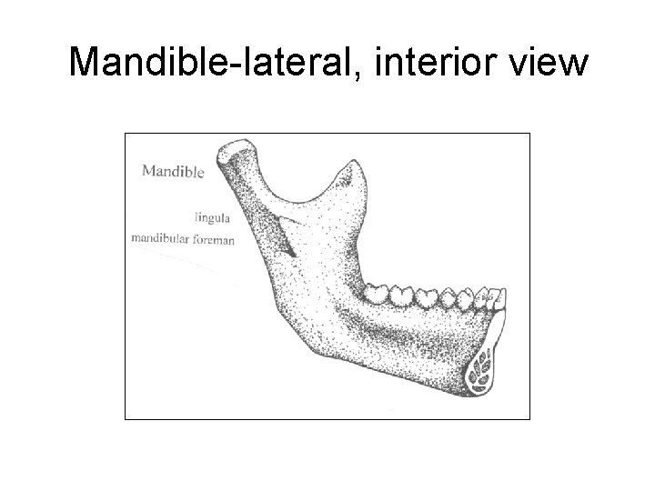 Mandible-lateral, interior view 