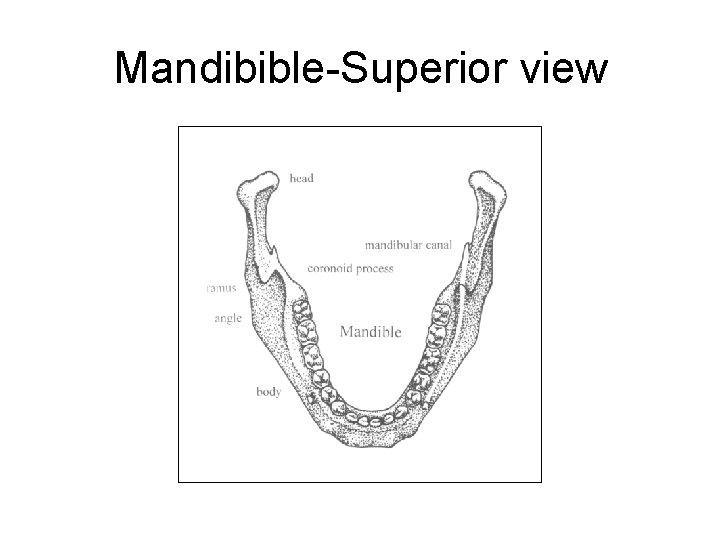 Mandibible-Superior view 