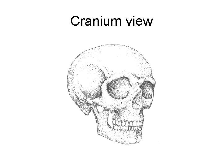 Cranium view 