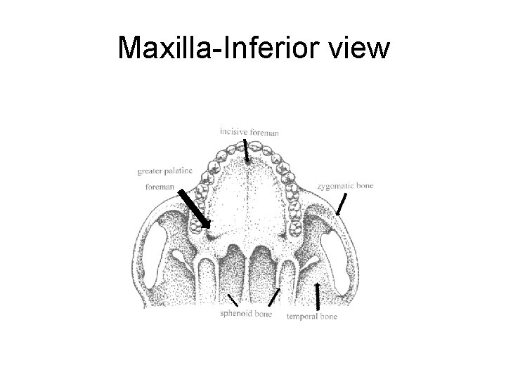 Maxilla-Inferior view 