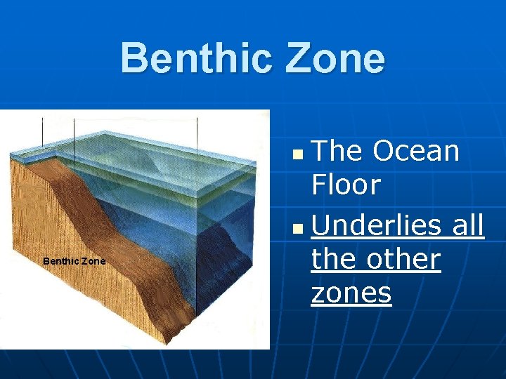 Benthic Zone The Ocean Floor n Underlies all the other zones n Benthic Zone