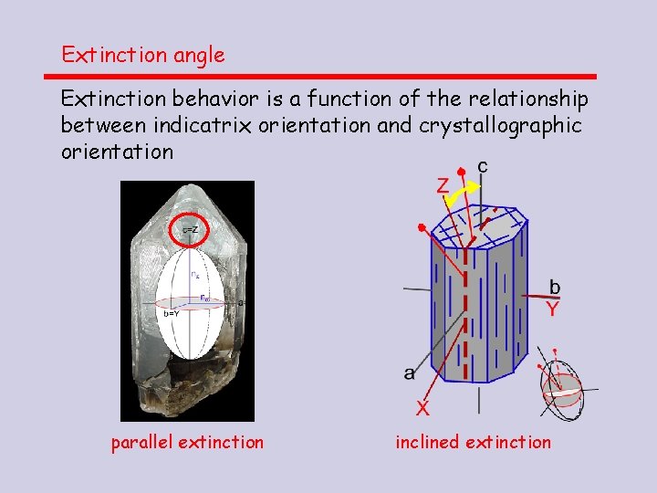 Extinction angle Extinction behavior is a function of the relationship between indicatrix orientation and Extinction angle Extinction behavior is a function of the relationship between indicatrix orientation and