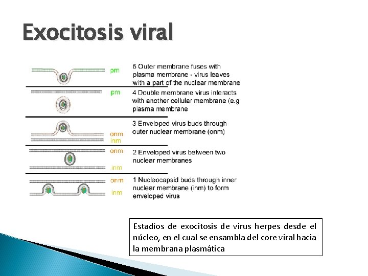 Exocitosis viral Estadíos de exocitosis de virus herpes desde el núcleo, en el cual