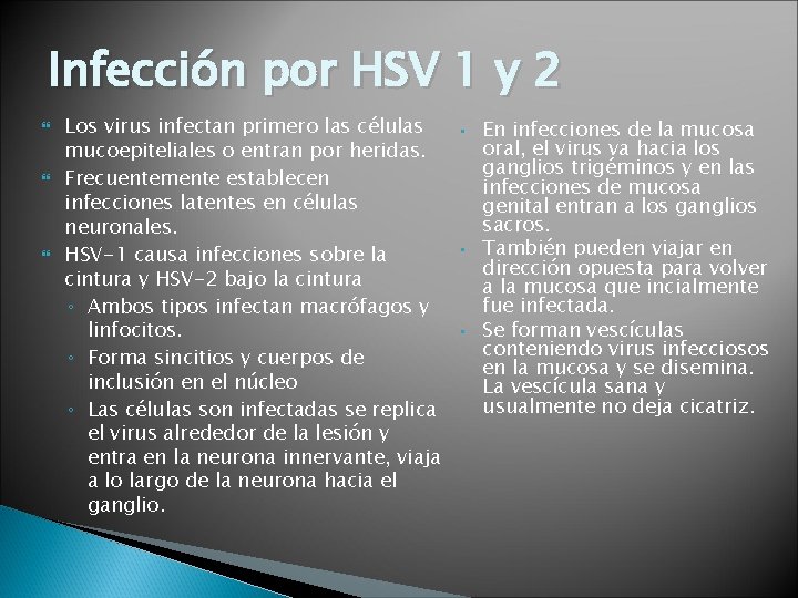 Infección por HSV 1 y 2 Los virus infectan primero las células mucoepiteliales o