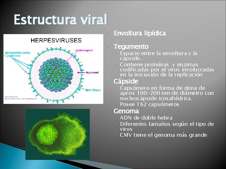 Estructura viral • Envoltura lipídica • Tegumento • Cápside • Genoma – Espacio entre