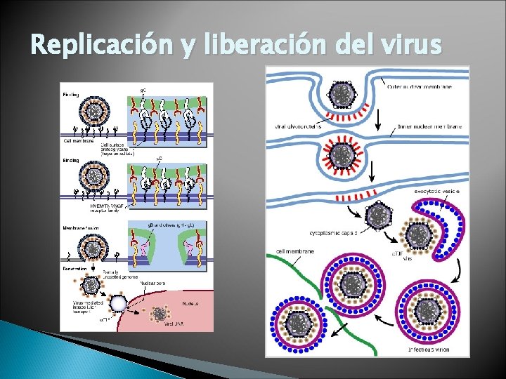 Replicación y liberación del virus 