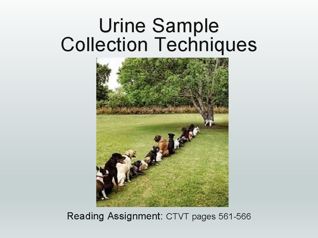 Urine Sample Collection Techniques Reading Assignment: CTVT pages 561 -566 