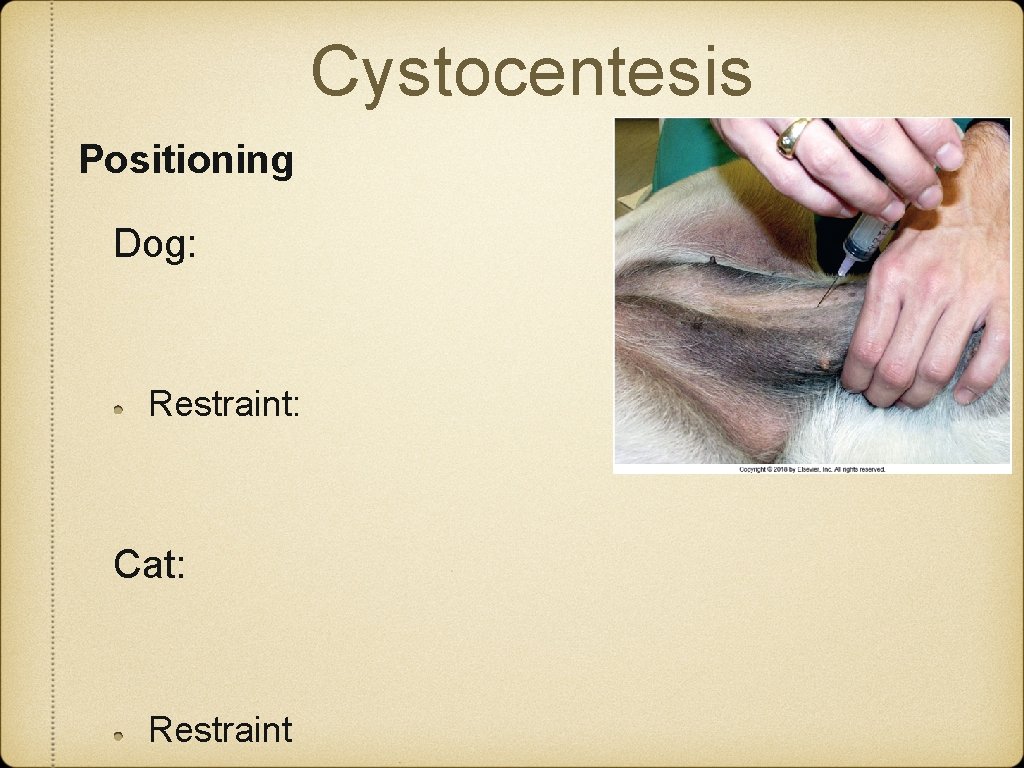 Cystocentesis Positioning Dog: Restraint: Cat: Restraint 