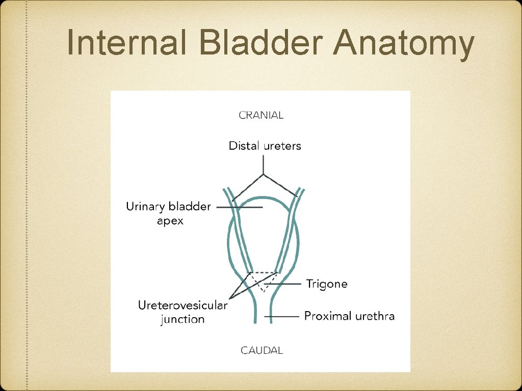 Internal Bladder Anatomy 