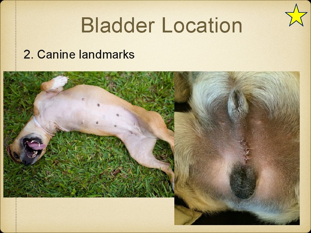 Bladder Location 2. Canine landmarks 