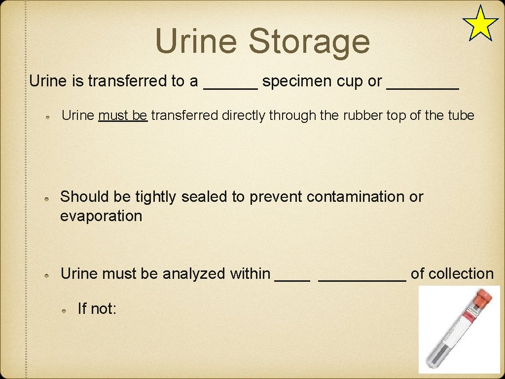 Urine Storage Urine is transferred to a ______ specimen cup or ____ Urine must