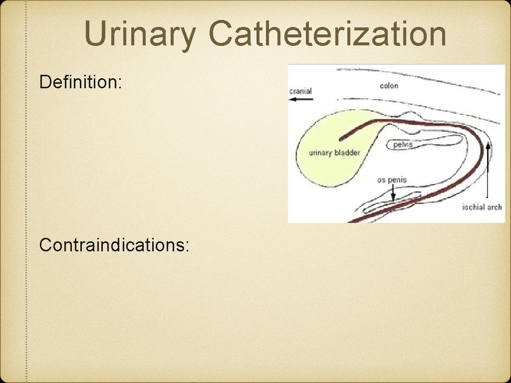 Urinary Catheterization Definition: Contraindications: 