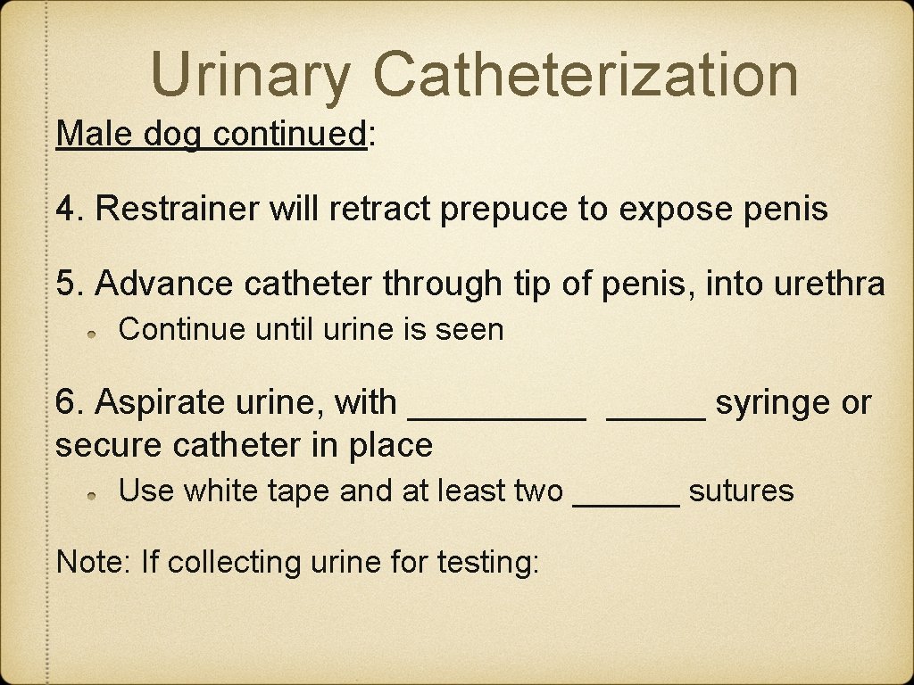 Urinary Catheterization Male dog continued: 4. Restrainer will retract prepuce to expose penis 5.