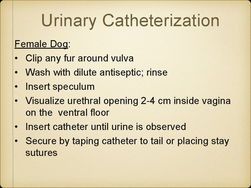 Urinary Catheterization Female Dog: • Clip any fur around vulva • Wash with dilute