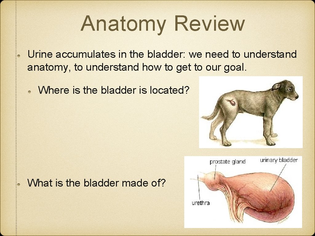 Anatomy Review Urine accumulates in the bladder: we need to understand anatomy, to understand