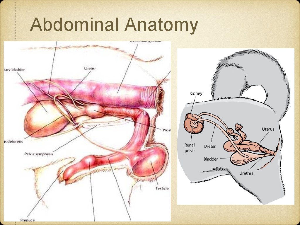 Abdominal Anatomy 