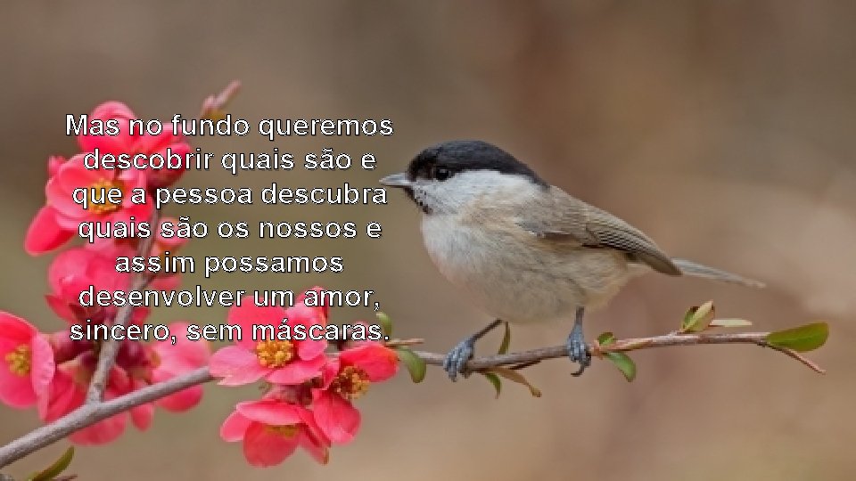 Mas no fundo queremos descobrir quais são e que a pessoa descubra quais são Mas no fundo queremos descobrir quais são e que a pessoa descubra quais são