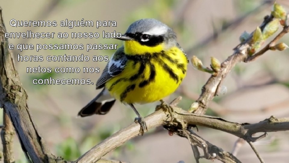 Queremos alguém para envelhecer ao nosso lado e que possamos passar horas contando aos Queremos alguém para envelhecer ao nosso lado e que possamos passar horas contando aos