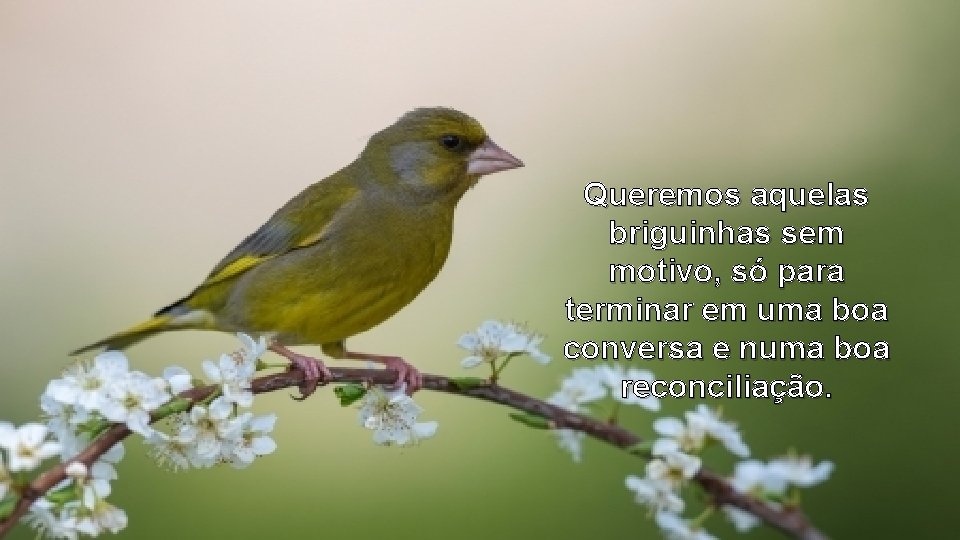 Queremos aquelas briguinhas sem motivo, só para terminar em uma boa conversa e numa Queremos aquelas briguinhas sem motivo, só para terminar em uma boa conversa e numa