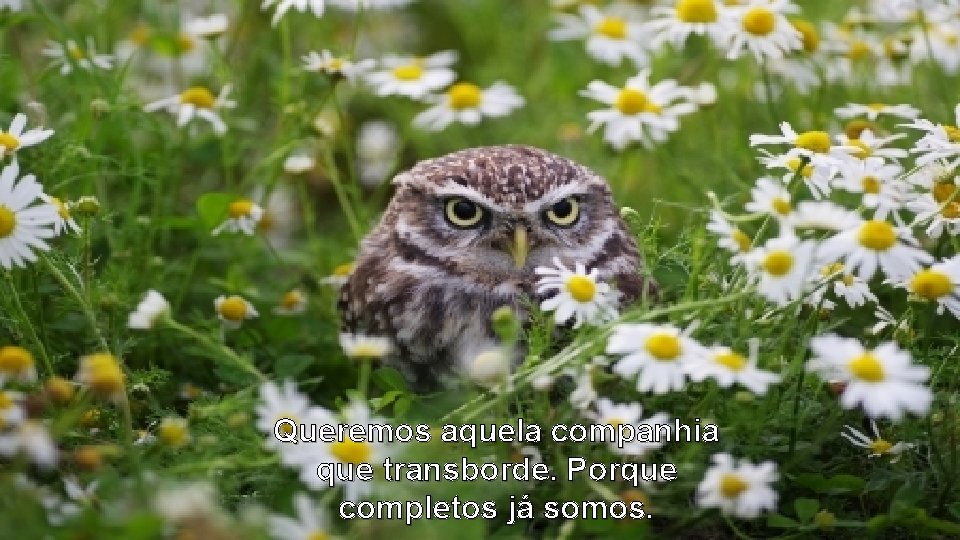 Queremos aquela companhia que transborde. Porque completos já somos. Queremos aquela companhia que transborde. Porque completos já somos.