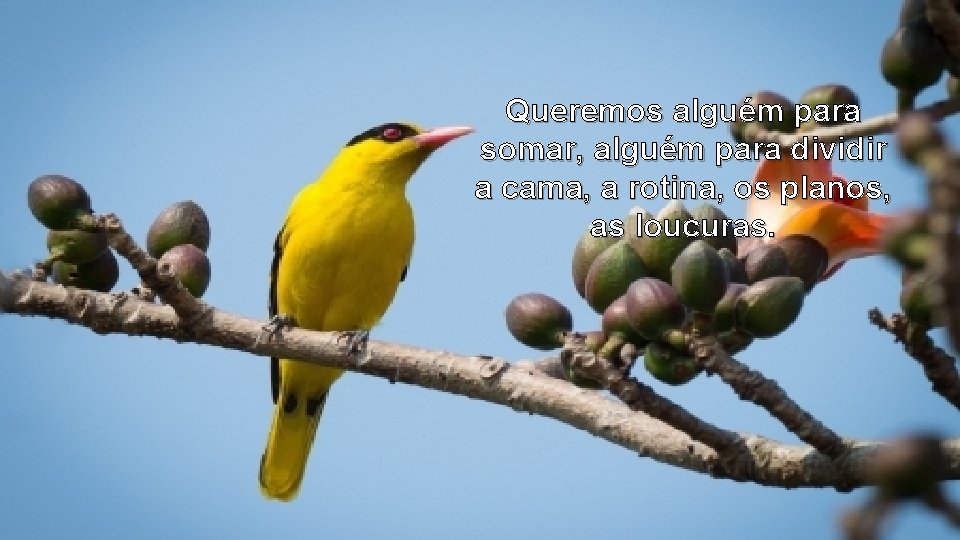 Queremos alguém para somar, alguém para dividir a cama, a rotina, os planos, as Queremos alguém para somar, alguém para dividir a cama, a rotina, os planos, as