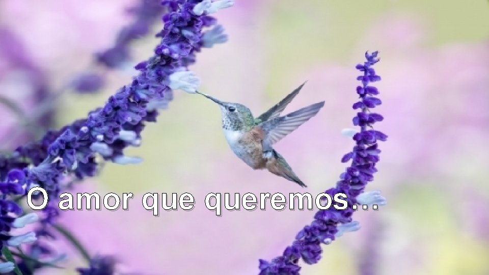 O amor queremos… O amor queremos…