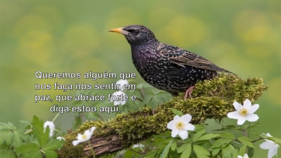 Queremos alguém que nos faça nos sentir em paz, que abrace forte e diga Queremos alguém que nos faça nos sentir em paz, que abrace forte e diga