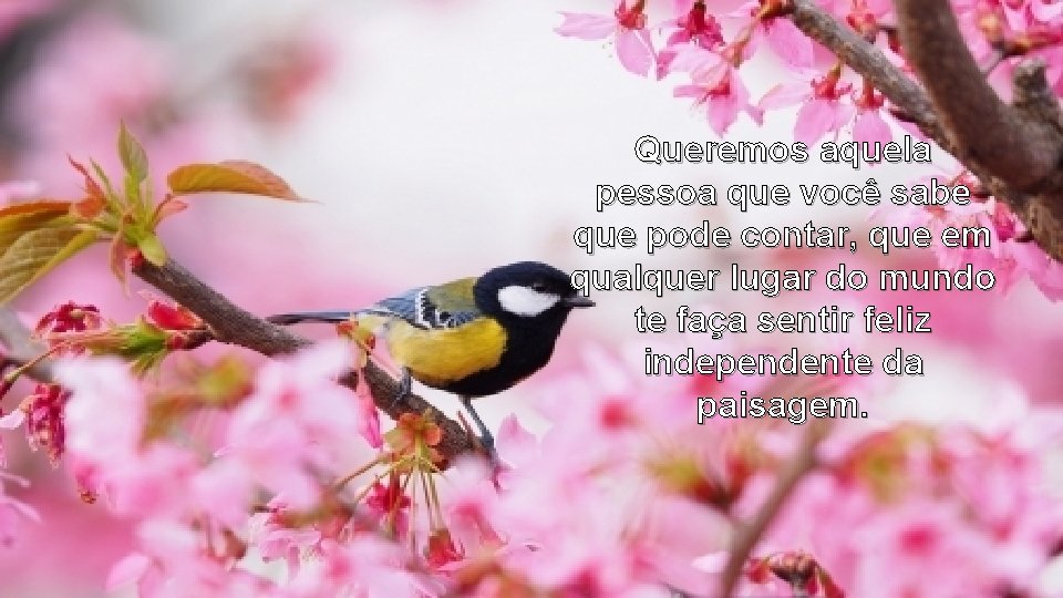 Queremos aquela pessoa que você sabe que pode contar, que em qualquer lugar do Queremos aquela pessoa que você sabe que pode contar, que em qualquer lugar do