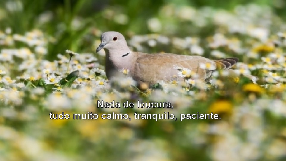 Nada de loucura, tudo muito calmo, tranquilo, paciente. Nada de loucura, tudo muito calmo, tranquilo, paciente.