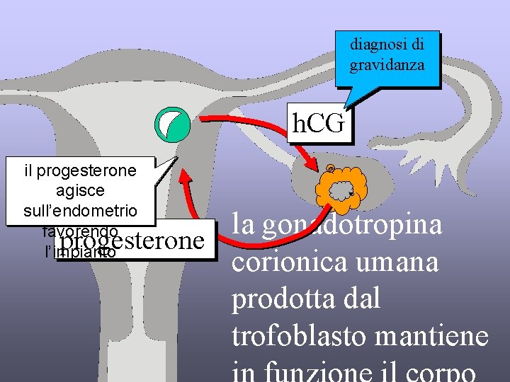 diagnosi di gravidanza h. CG il progesterone agisce sull’endometrio favorendo l’impianto la gonadotropina progesterone