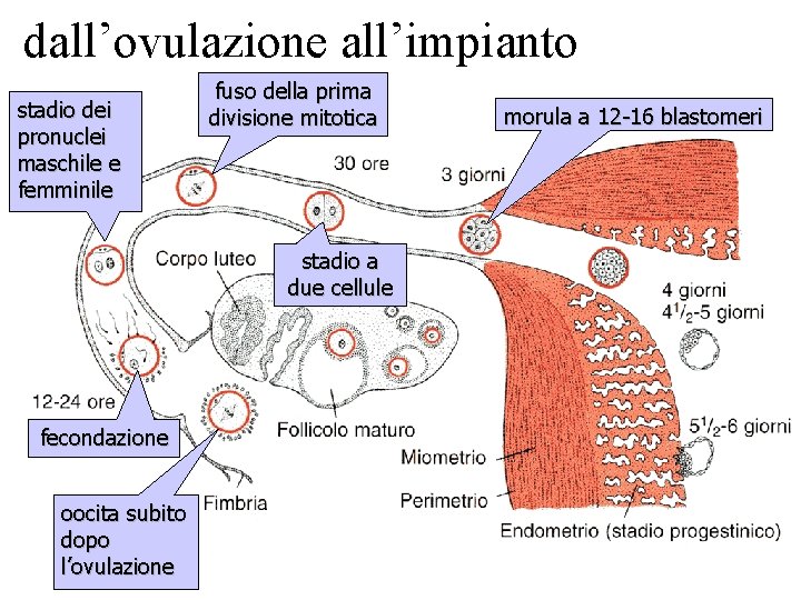 dall’ovulazione all’impianto stadio dei pronuclei maschile e femminile fuso della prima divisione mitotica stadio