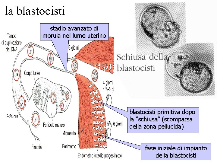 la blastocisti stadio avanzato di morula nel lume uterino blastocisti primitiva dopo la “schiusa”